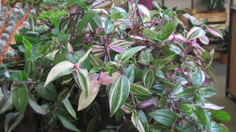 Les consommateurs, en particulier les nouvelles générations, redécouvrent les charmes de gammes que l’on croyait définitivement passées de mode. Le commerce en tire profit, mais aussi la production française ! F.Arnould